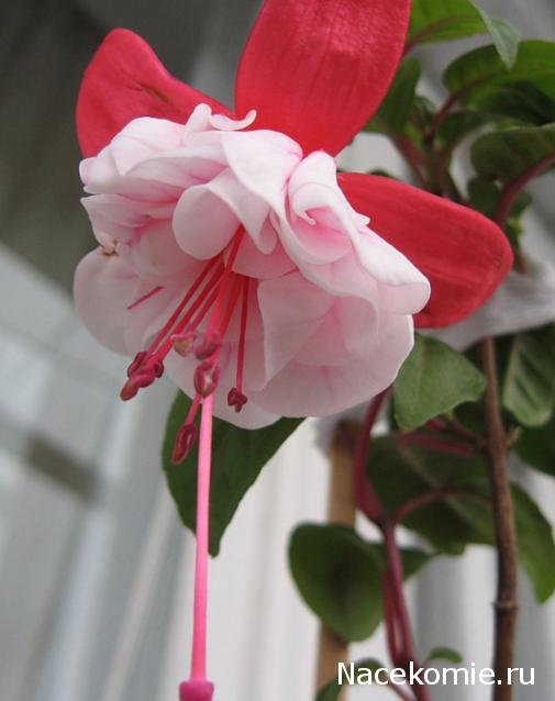 Anastasia24 Мой маленький мир...или ушла в детство))