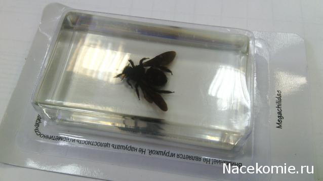 Насекомые №32 - Пчела - листорез (Megachilidae)