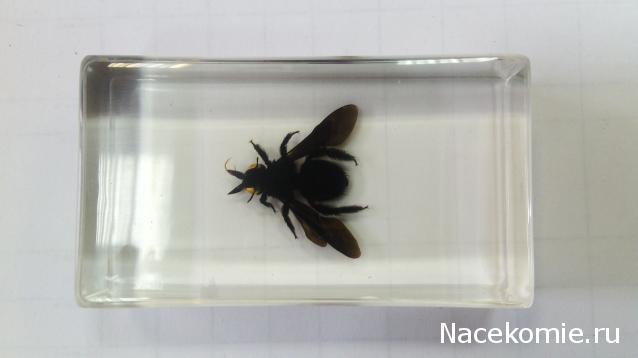 Насекомые №32 - Пчела - листорез (Megachilidae)