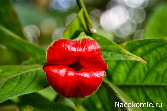 Практика. Задания с картинками