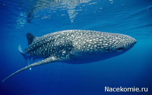 Практика. Задания с картинками