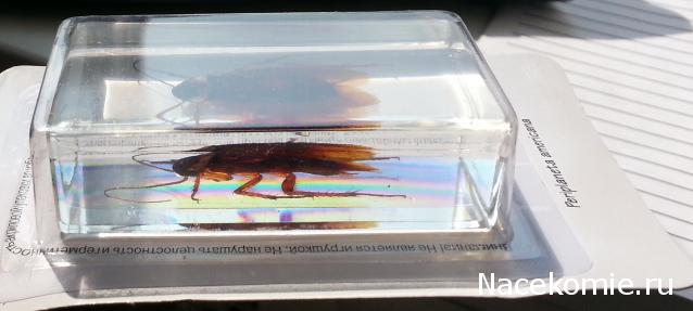 Насекомые №30 - Американский Таракан (Periplaneta americana)