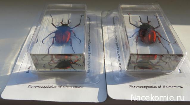 Насекомые №31 - Формосская бронзовка (Dicronocephatus)