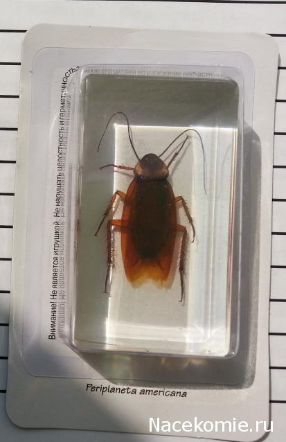 Насекомые №30 - Американский Таракан (Periplaneta americana)