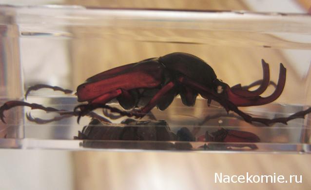 Насекомые №31 - Формосская бронзовка (Dicronocephatus)