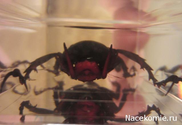 Насекомые №31 - Формосская бронзовка (Dicronocephatus)