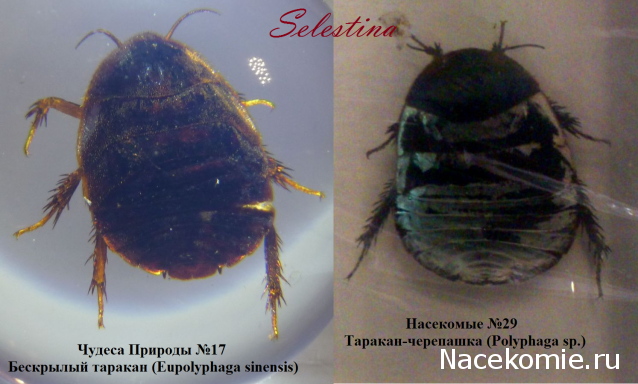 Насекомые №29 - Таракан-черепашка (Polyphaga sp.)