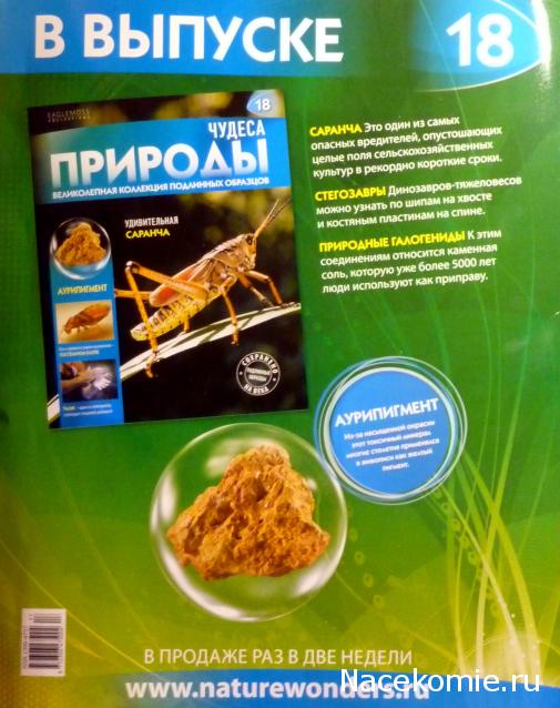 Чудеса Природы №17 - Бескрылый таракан (Eupolyphaga sinensis)