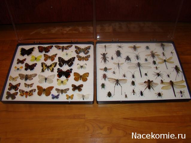 Самостоятельное коллекционирование насекомых