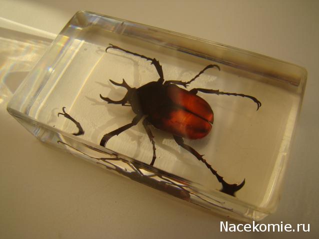 Насекомые №31 - Формосская бронзовка (Dicronocephatus)