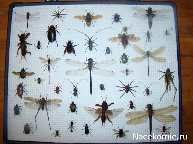 Самостоятельное коллекционирование насекомых
