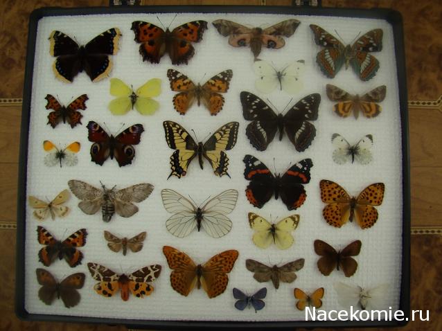 Самостоятельное коллекционирование насекомых