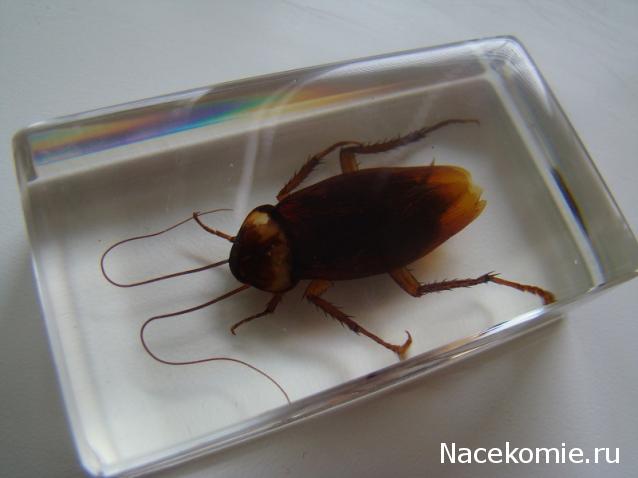 Насекомые №30 - Американский Таракан (Periplaneta americana)