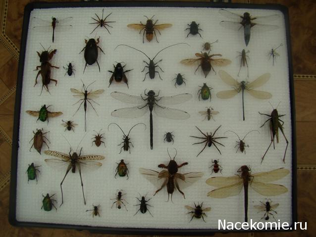 Самостоятельное коллекционирование насекомых