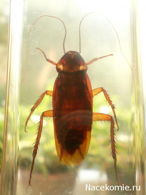 Насекомые №30 - Американский Таракан (Periplaneta americana)
