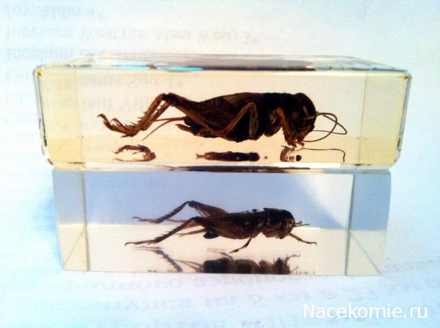 Насекомые №14 - Азиатский сверчок (Gryllidae)
