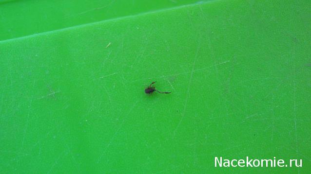 Помощь в определении насекомых