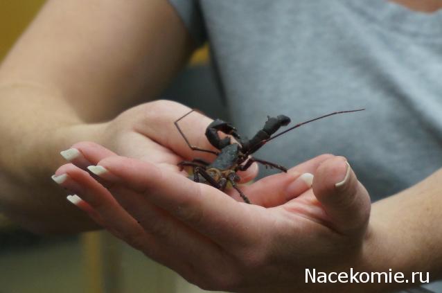 Насекомые №28 - Телифон хвостатый (Telyphonus caudatus)