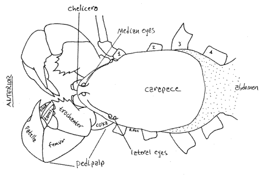 Насекомые №28 - Телифон хвостатый (Telyphonus caudatus)