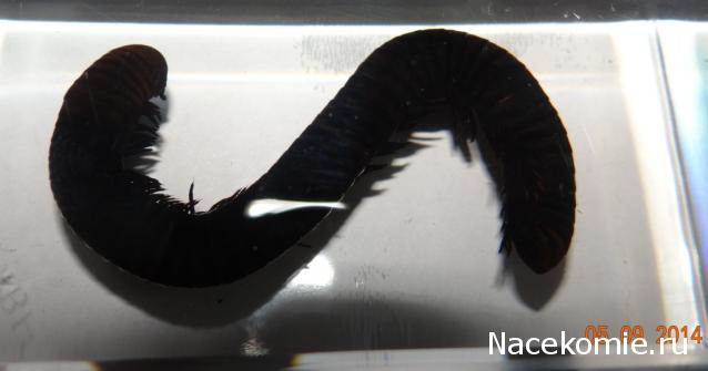 Насекомые №33 - Кивсяк (Julus sp.)