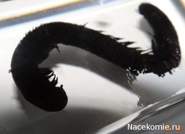 Насекомые №33 - Кивсяк (Julus sp.)