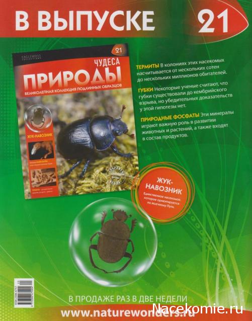 Чудеса Природы №20 - Жук - скакун (Cicindela Aurulenta)