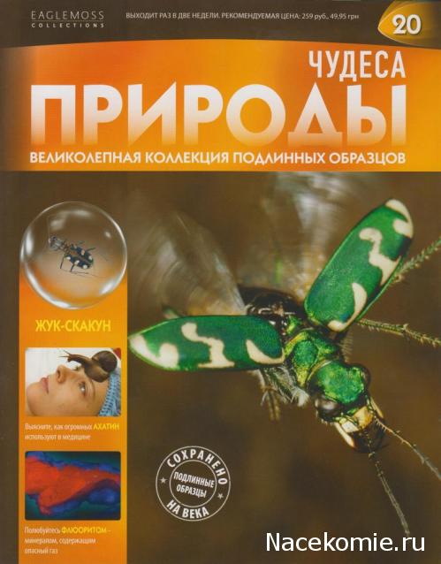 Чудеса Природы №20 - Жук - скакун (Cicindela Aurulenta)