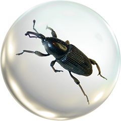 Чудеса Природы - График Выхода и обсуждение