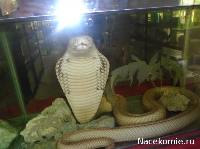 Nata