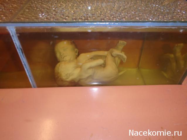 Nata