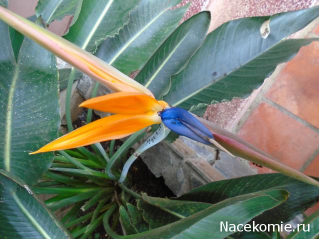 Nata