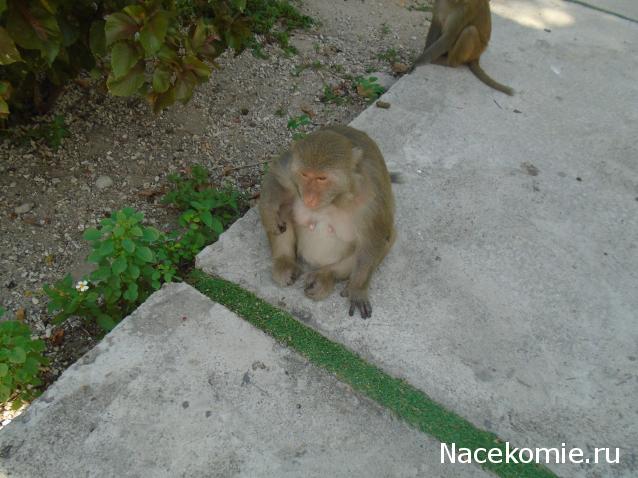 Nata
