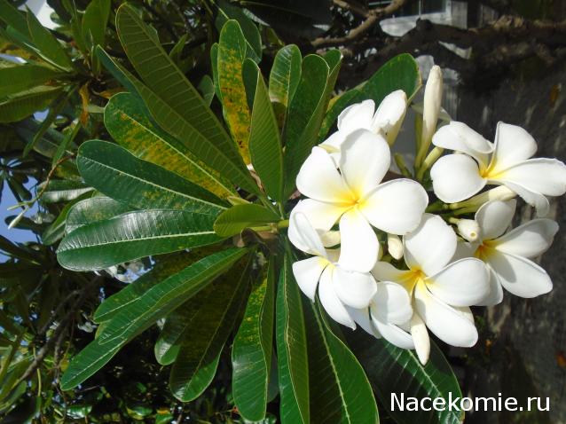 Nata