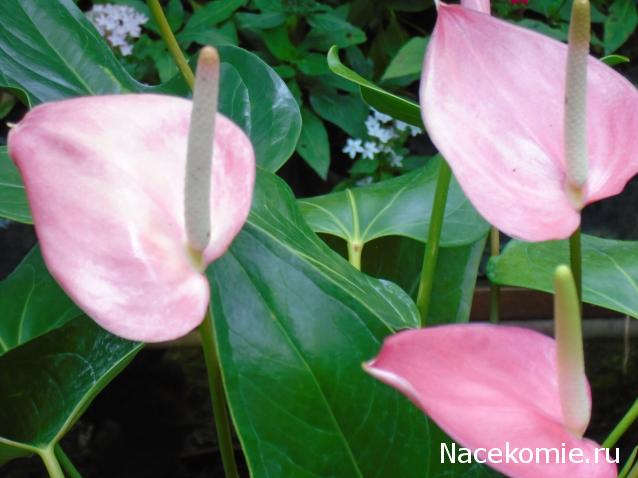Nata