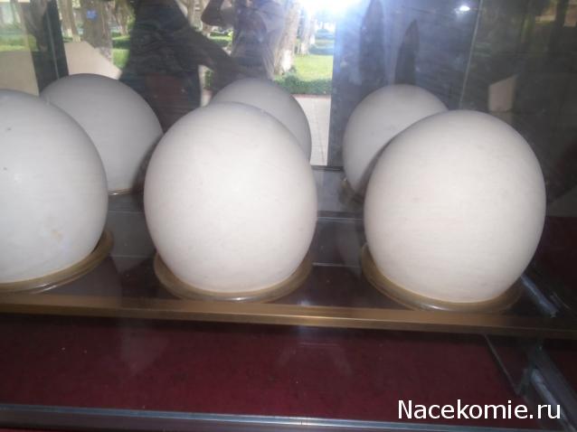 Nata