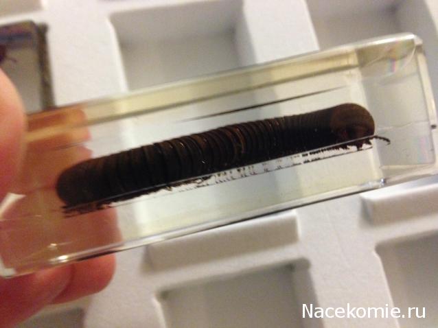 Насекомые №33 - Кивсяк (Julus sp.)