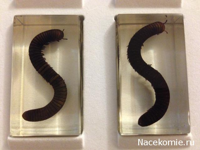 Насекомые №33 - Кивсяк (Julus sp.)