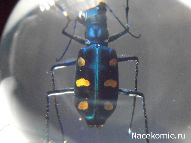 Чудеса Природы №20 - Жук - скакун (Cicindela Aurulenta)