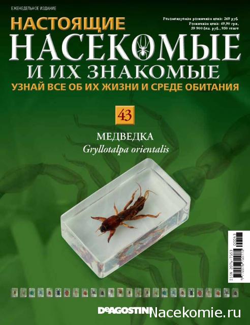 Насекомые №43 - Медведка (Gryllotalpa orientalis)