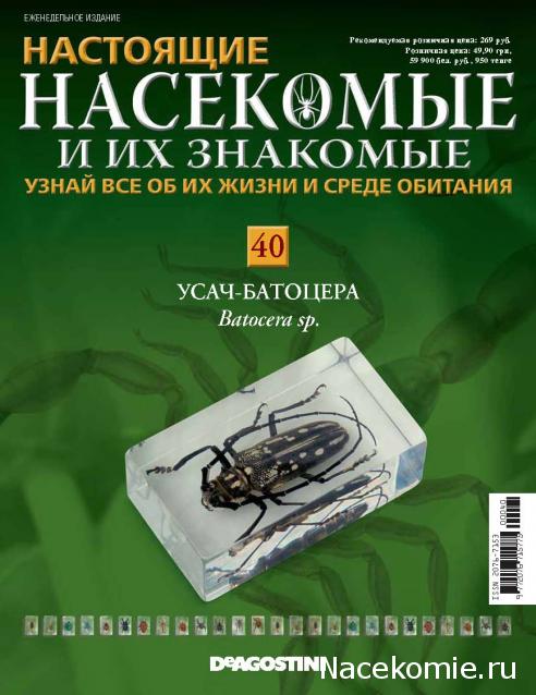 Насекомые №40 - Усач - батоцера (Batoceras sp.)