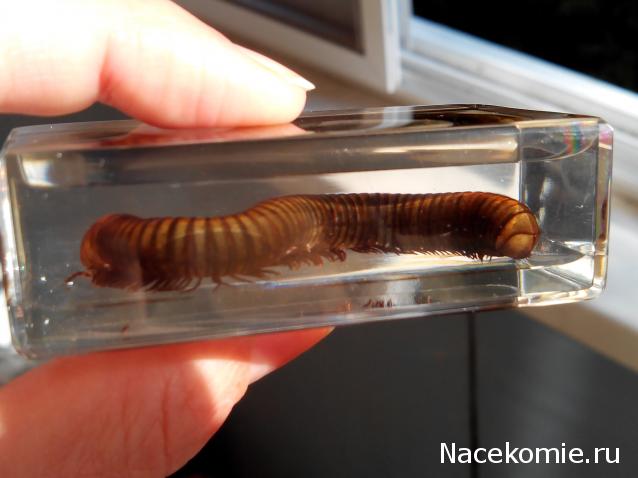 Насекомые №33 - Кивсяк (Julus sp.)