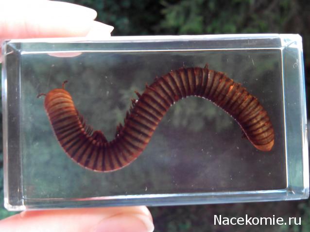 Насекомые №33 - Кивсяк (Julus sp.)