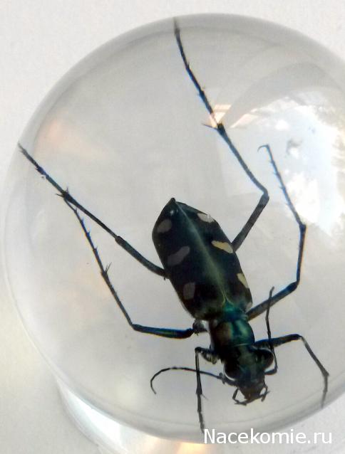 Чудеса Природы №20 - Жук - скакун (Cicindela Aurulenta)