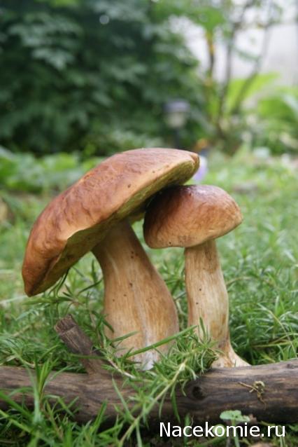 Tatusya - Приглашение в Грантхолл