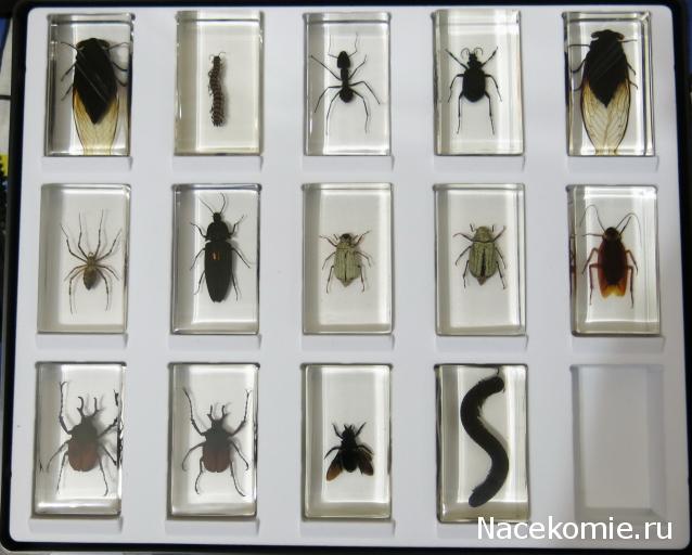 Насекомые №33 - Кивсяк (Julus sp.)