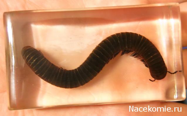 Насекомые №33 - Кивсяк (Julus sp.)