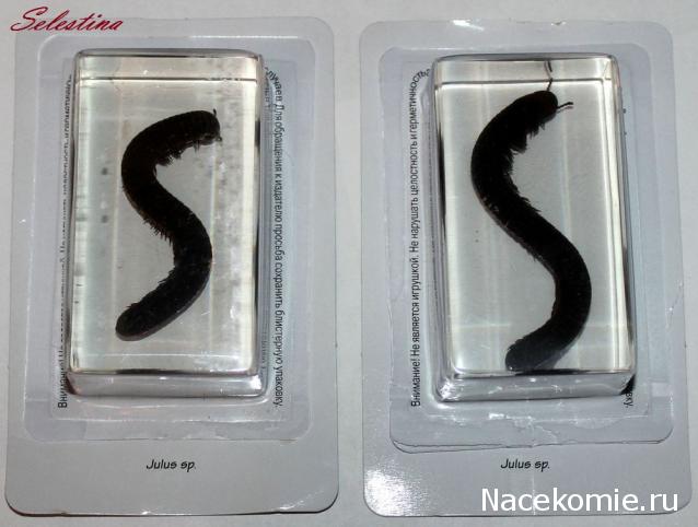 Насекомые №33 - Кивсяк (Julus sp.)