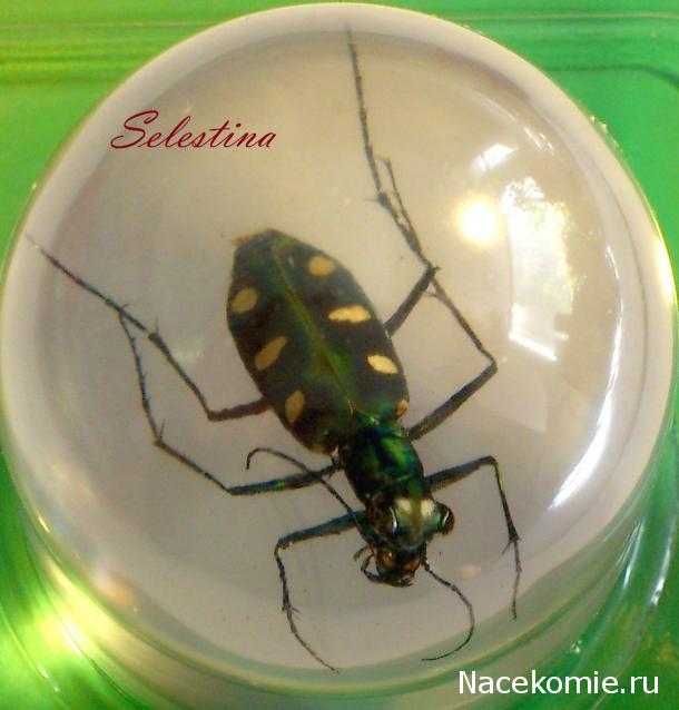 Чудеса Природы №20 - Жук - скакун (Cicindela Aurulenta)