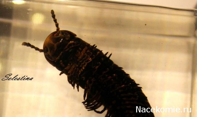 Насекомые №33 - Кивсяк (Julus sp.)