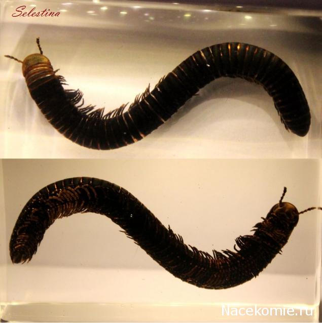 Насекомые №33 - Кивсяк (Julus sp.)